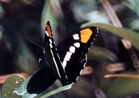 026 California Sister, def B01P47I04